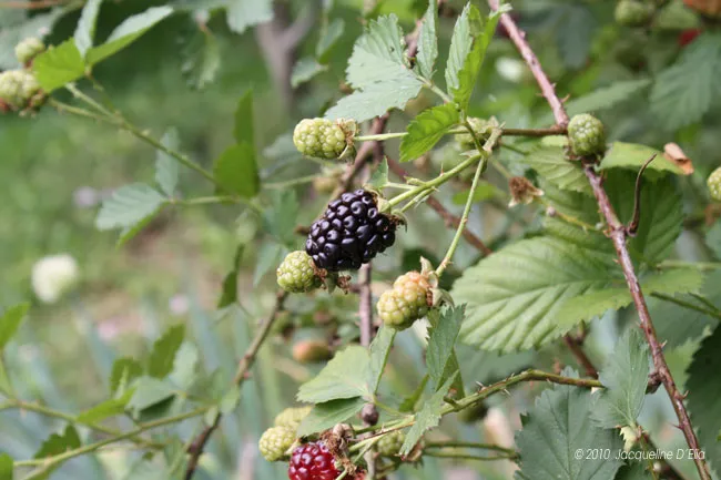 Blackberries on a branch with green leaves.