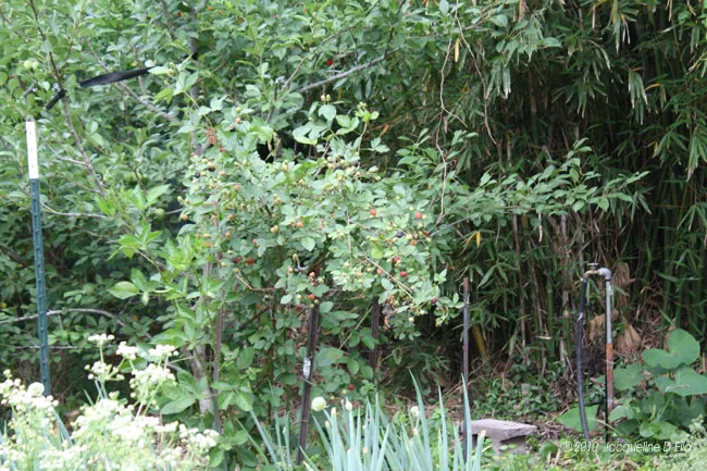A tree in the middle of a yard.