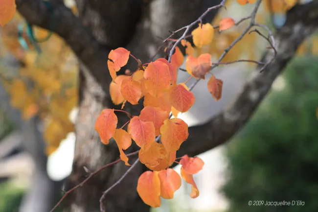 Autumn leaves on a tree branch.