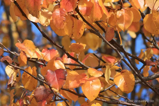 Autumn leaves on a tree branch.