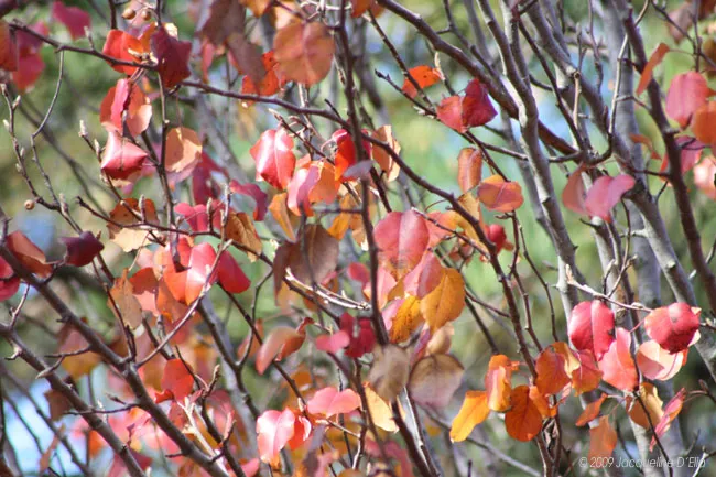 The leaves of a tree are red and orange.