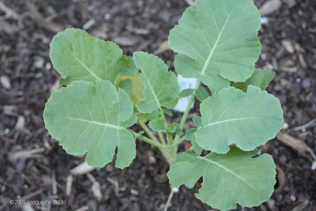 A plant with large leaves growing in the ground.