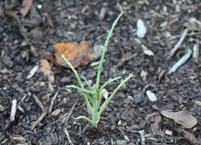 A small plant growing out of the ground.