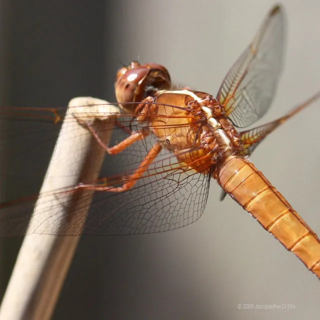 A brown dragonfly is perched on a stick.