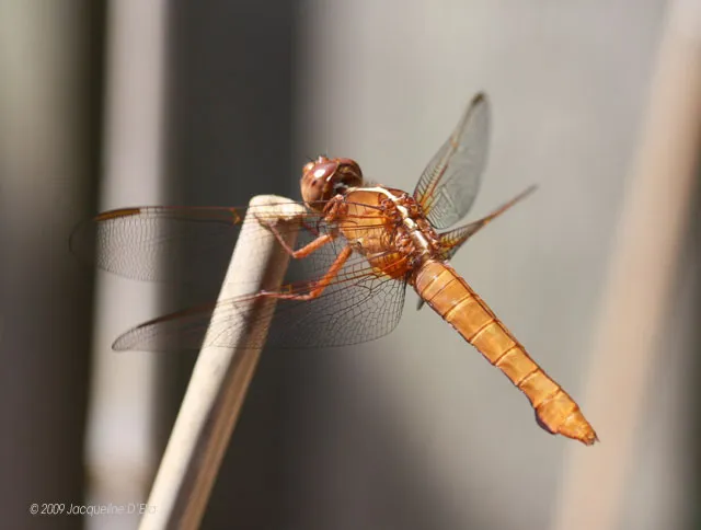 A brown dragonfly is sitting on a stick.