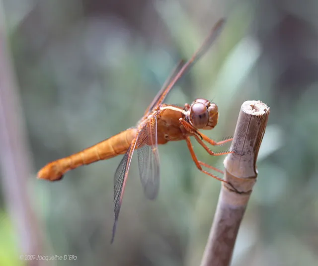 A dragonfly is perched on a stick.