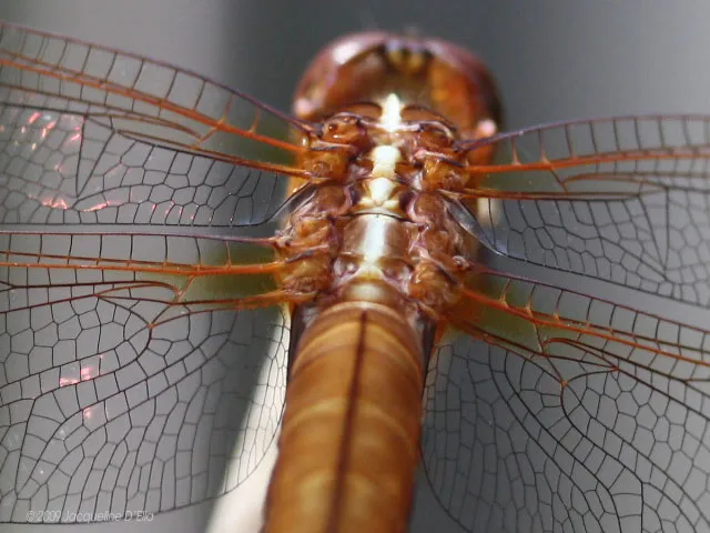 A close up of a dragonfly's wings.