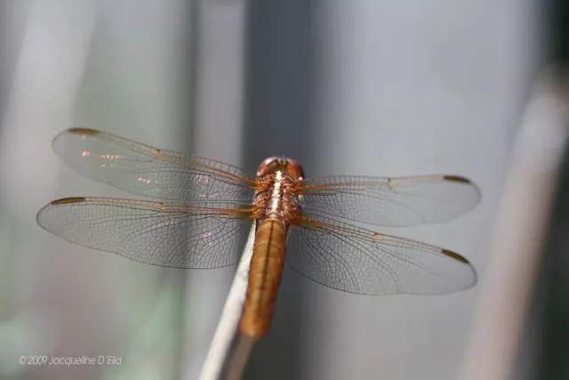 A dragonfly is sitting on a stick.
