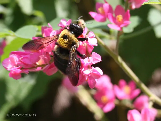 A bee is sitting on a pink flower.
