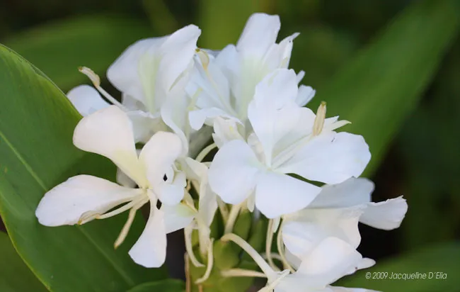 A white flower with green leaves on it.