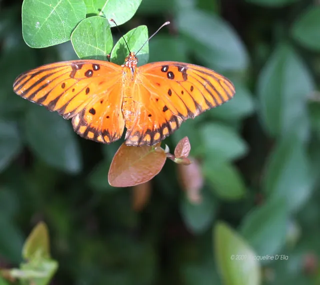 An orange butterfly is perched on a leaf.
