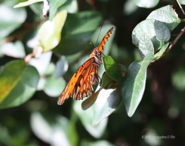 A butterfly is perched on a branch of green leaves.