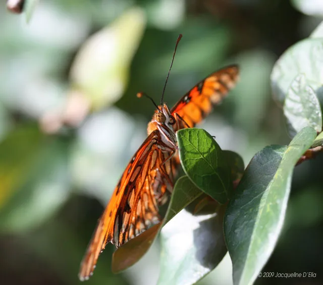 A large orange butterfly is sitting on a leaf.