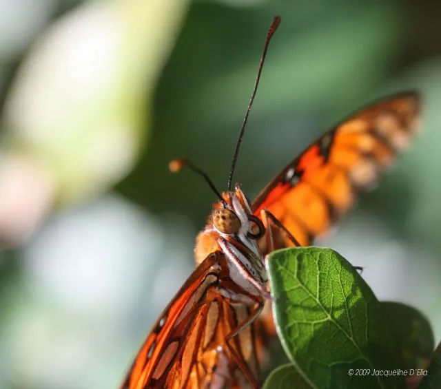 A close up of an orange butterfly on a leaf.