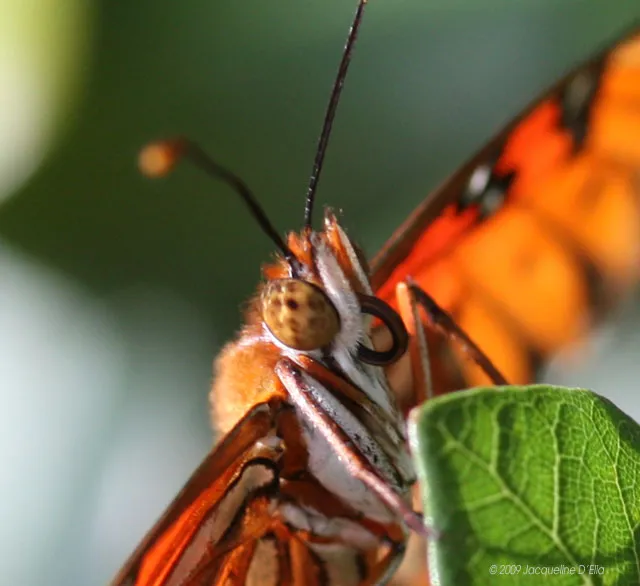 A close up of an orange butterfly on a leaf.