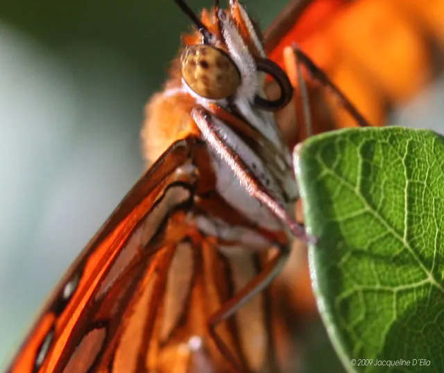 A close up of an orange butterfly on a leaf.