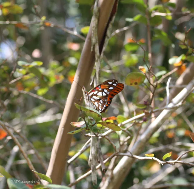 A butterfly is sitting on top of a tree branch.