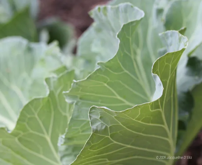 A close up of a cabbage plant.