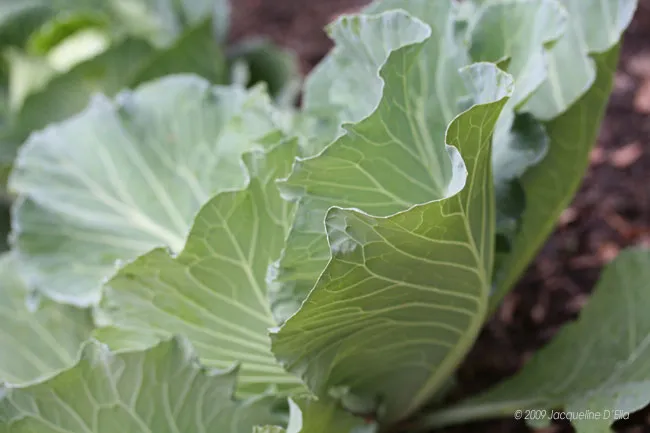 A close up of a cabbage plant in the kitchen garden.