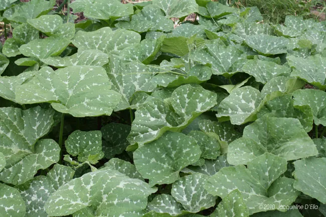A green plant with white spots on it.