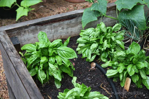 Basil growing in a wooden planter.