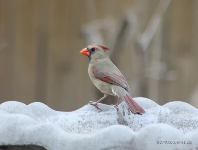 A cardinal perched on top of a birdbath.