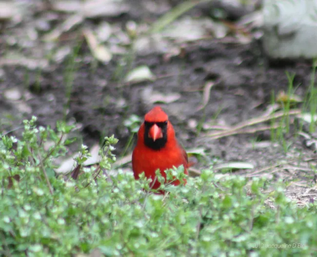 A red cardinal standing in the grass.