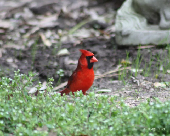 A red cardinal standing in the grass.