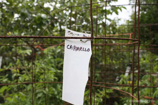 A note is attached to a wire fence in a garden.