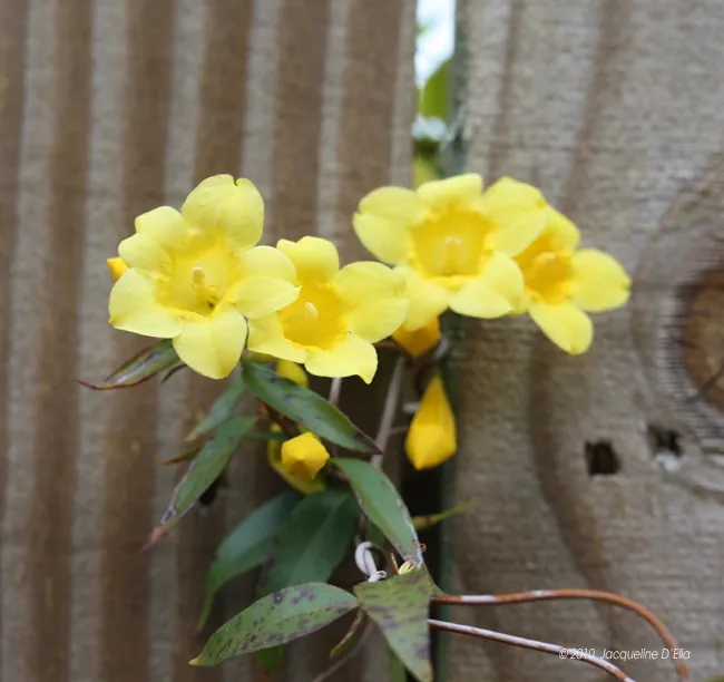 A bunch of yellow flowers on a wooden fence.