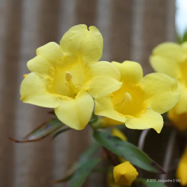 A bunch of yellow flowers on a plant in front of a metal fence.