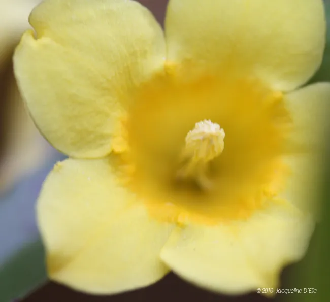 A close up of a yellow flower.