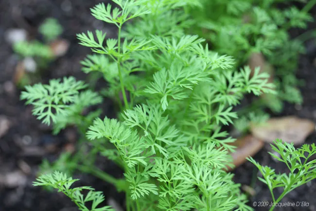 A green kitchen garden plant is growing in the ground.