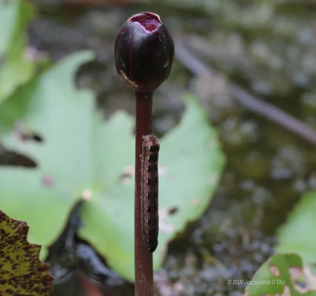 A water lily bud with a caterpillar on it.