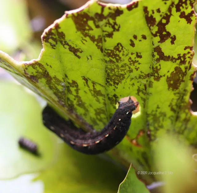 A caterpillar crawling on a leaf in a pond.