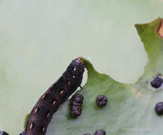 A black cater is sitting on a leaf with black eggs.