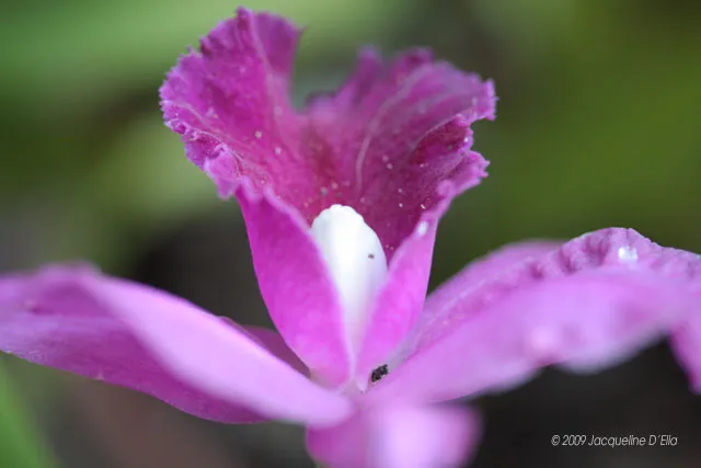 A close up of a pink flower with a white center.