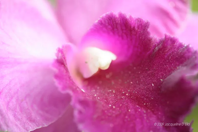 A close up of a pink orchid flower.