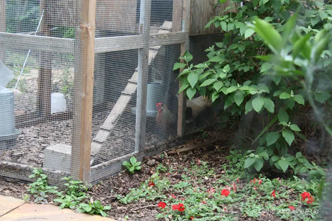 A chicken coop with a chicken in it.