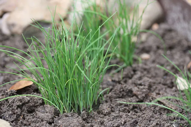 A small green kitchen garden plant growing in the dirt.