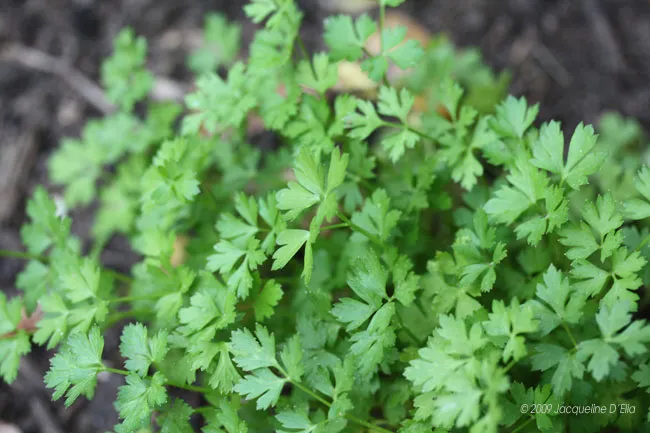 A small kitchen garden plant with green leaves growing in the ground.