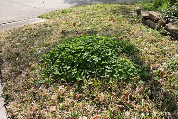 A fire hydrant in the middle of a grassy area.