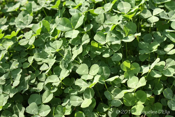 A close up of clovers in a field.