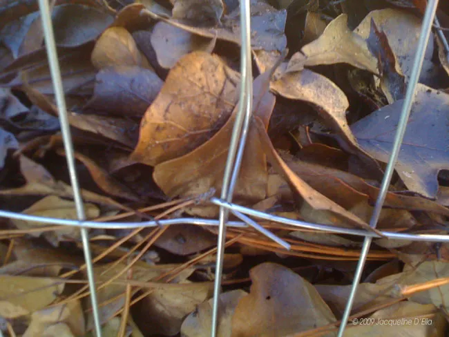 A wire compost bin with leaves on it.