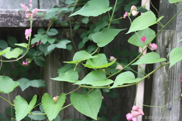Pink ivy growing on a wooden fence.