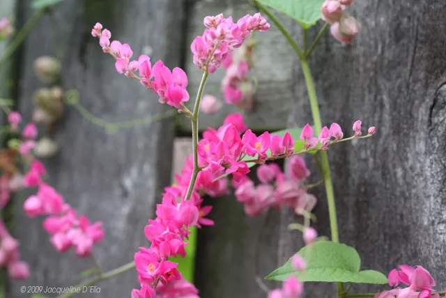 Pink flowers growing on a wooden fence.