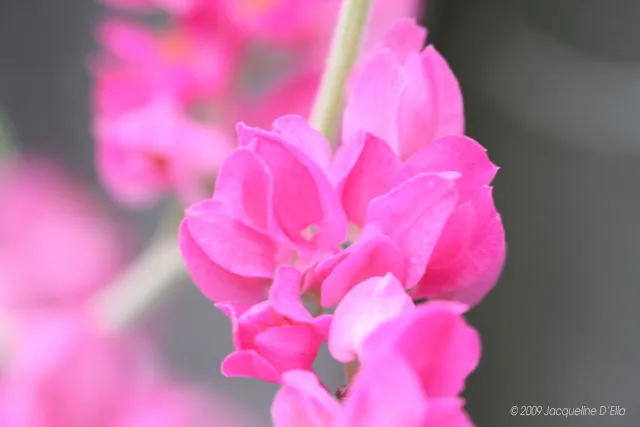 A close up of pink flowers on a branch.
