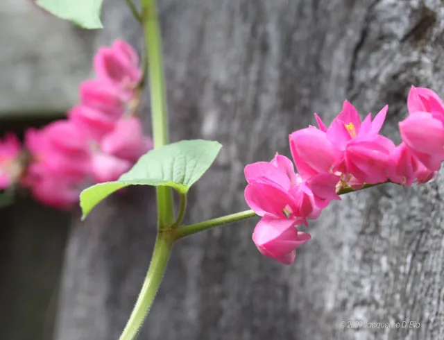Pink flowers growing on a wooden fence.