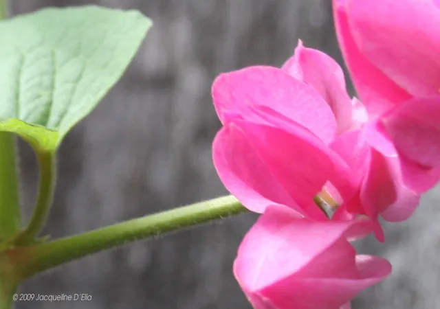 A close up of a pink flower with green leaves.