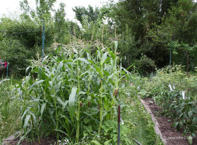 A garden with corn and other plants in it.